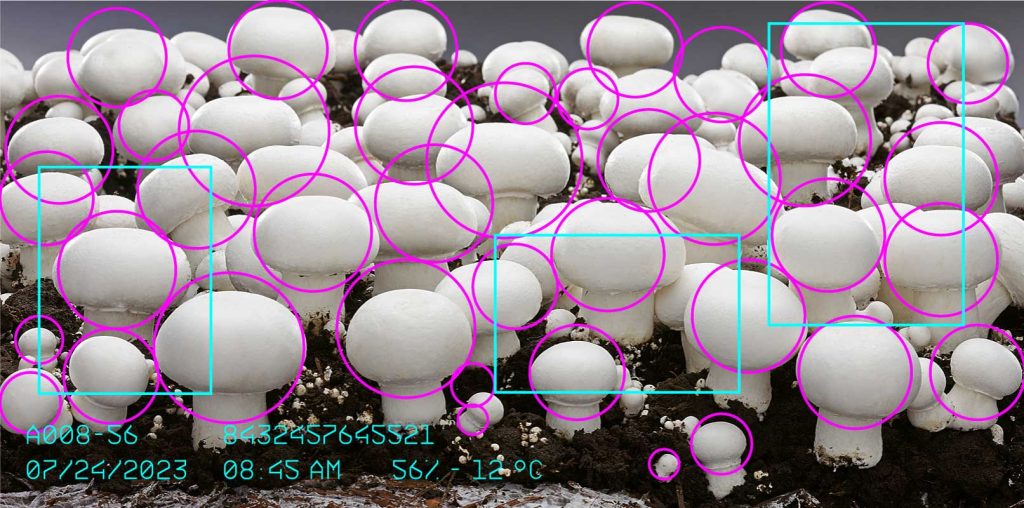 Proyecto Cultivo 4.0: Revolucionando la Productividad del Cultivo de Champiñón con Tecnología de Vanguardia